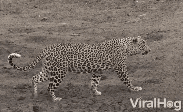 cheetah hunting gif