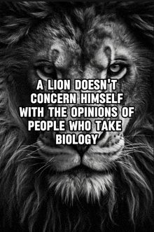 a lion does n't concern himself with the opinions of people