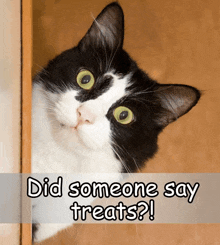 a black and white cat peeking out from behind a door with the words did someone say treats below it