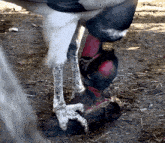King Vulture GIF - King Vulture GIFs