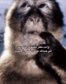 a picture of a monkey with arabic writing on the bottom