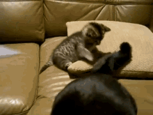 Kitten Vs. Cat Tail GIF - Cat Cute Kitty GIFs