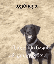 Debilo დებილო GIF - Debilo დებილო Dog GIFs
