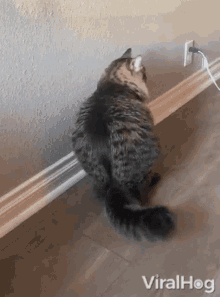 Cat Viralhog GIF - Cat Viralhog Lean GIFs