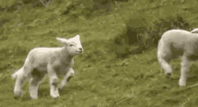 Im A Sheep Beep Beep GIF - Im A Sheep Beep Beep Running Late GIFs