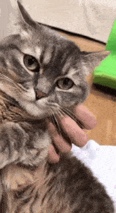 a person is holding a gray cat in their arms and petting it .