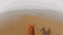 Beach GIF - Horse Horses Equine GIFs