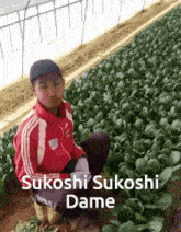 Sukoshi Dame GIF - Sukoshi Dame Jawa GIFs
