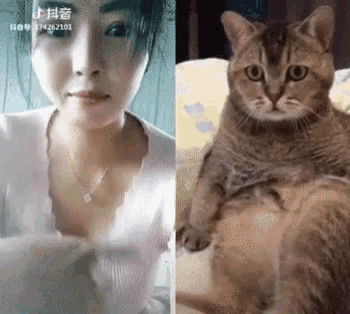Cats Chatting GIF - Cats Chatting Funny - Discover & Share GIFs