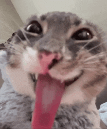 a close up of a cat 's face with its tongue hanging out .