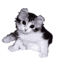 Schuimpie Cat GIF - Schuimpie Cat Kitten GIFs