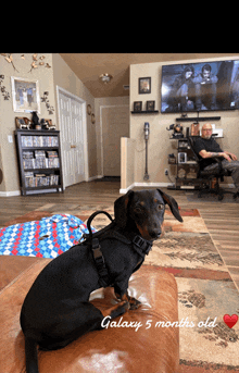 a dachshund is sitting on a couch in a living room with the words galaxy 5 months old