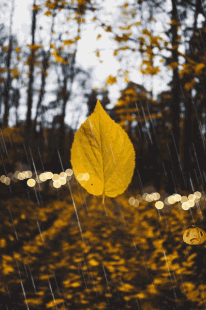 Autumn Leaves GIF - Autumn Leaves - Descubre & Comparte GIFs