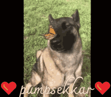 Pumpsekkar Dog GIF - Pumpsekkar Dog Butterfly GIFs