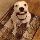 Neutral Dog GIF - Neutral Dog GIFs