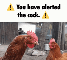 two chickens are standing next to each other with a yellow warning sign that says you have alerted the cock