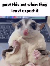 a picture of a sugar glider with a caption that says post this cat when they least expect it