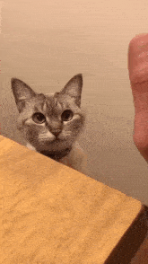 Cat Give Five GIF - Cat Give Five GIFs