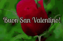 Buon San Valentino Sanvalentino Festa Degli Innamorati 14 Febbraio Quattordici Febbraio GIF - San Valentino Valentines Day Love GIFs