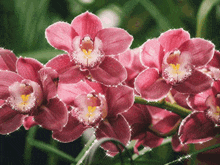 цветы орхидеи GIF - цветы орхидеи GIFs