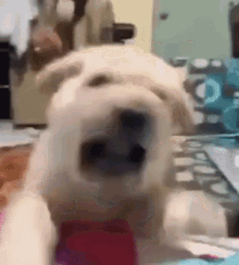 Angry Dog Aggressive Dog GIF - Angry Dog Aggressive Dog Mad Dog GIFs