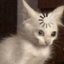 a close up of a cat with a loading circle on its head