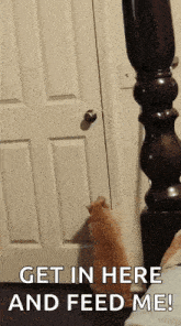 a cat standing in front of a door with the words get in here and feed me