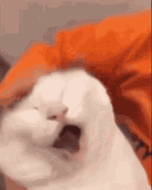 Meodaumoi Chubby Cat GIF