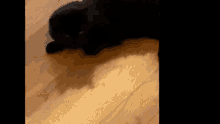 Cat Cat Kaboom GIF - Cat Cat Kaboom Kaboom GIFs