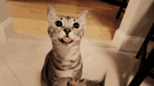 Cat Funny GIF - Cat Funny Lol GIFs