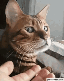 Cat Angry GIF - Cat Angry Fany GIFs