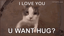 hug your cat day hug cat u want hug