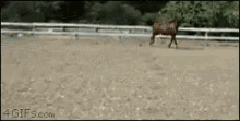 Horse Slide GIF - Horse Slide Under GIFs
