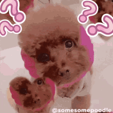 Somesomepoodle 唔明 GIF - Somesomepoodle 唔明 What GIFs