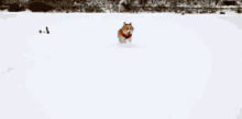 Run Run Run GIF - Corgi Dog Snow GIFs