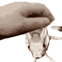 jerboa jerboa
