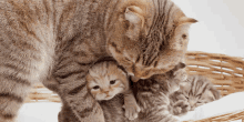 Cute Cats GIF - Cute Cats GIFs