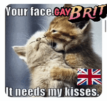 a picture of two kittens hugging with the caption your face gay brit it needs my kisses