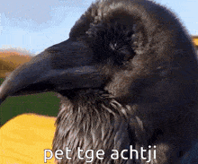 Achtji Raven GIF - Achtji Raven Crow GIFs