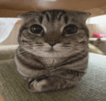 Business Cat GIF - Business Cat GIFs