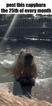 a picture of a capybara and a duck in a pond with the caption post this capybara the 25th of every month