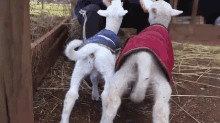 lamb sheep babies tails wagging