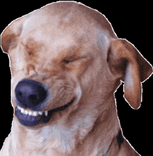 a close up of a dog making a funny face with its eyes closed