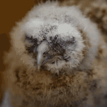 Sleeping Tawny Owl GIF - Sleeping Tawny Owl Robert E Fuller GIFs