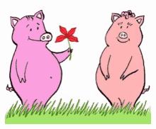Kisses Hogs GIF - Kisses Hogs Pigs GIFs