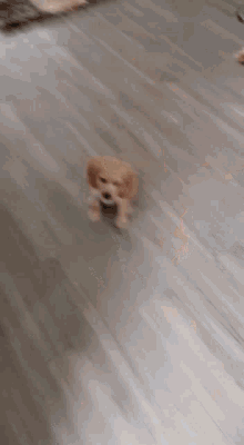 Dog Handshake GIF - Dog Handshake GIFs