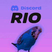 Rio Parrot GIF - Rio Parrot Discord Rio GIFs