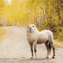 a horse that looks like a seal standing on a road