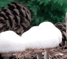 mushrooms time lapse