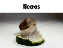Necros Overwatch Snail Eating Cucumber GIF - Necros Overwatch Snail Eating Cucumber Funny Epic Snail Gif GIFs